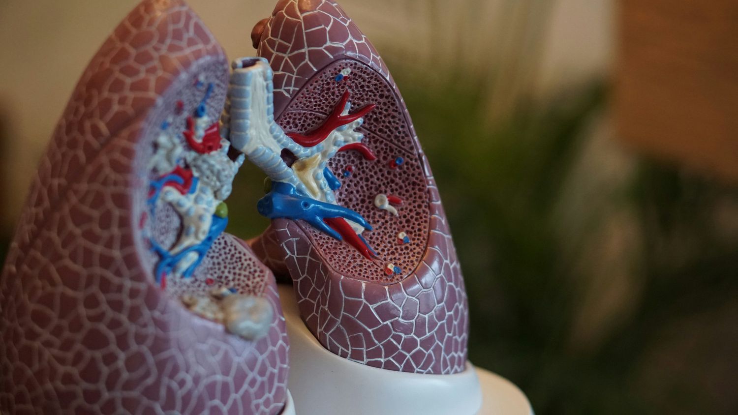 A detailed anatomical model of human lungs used for medical education and demonstration.