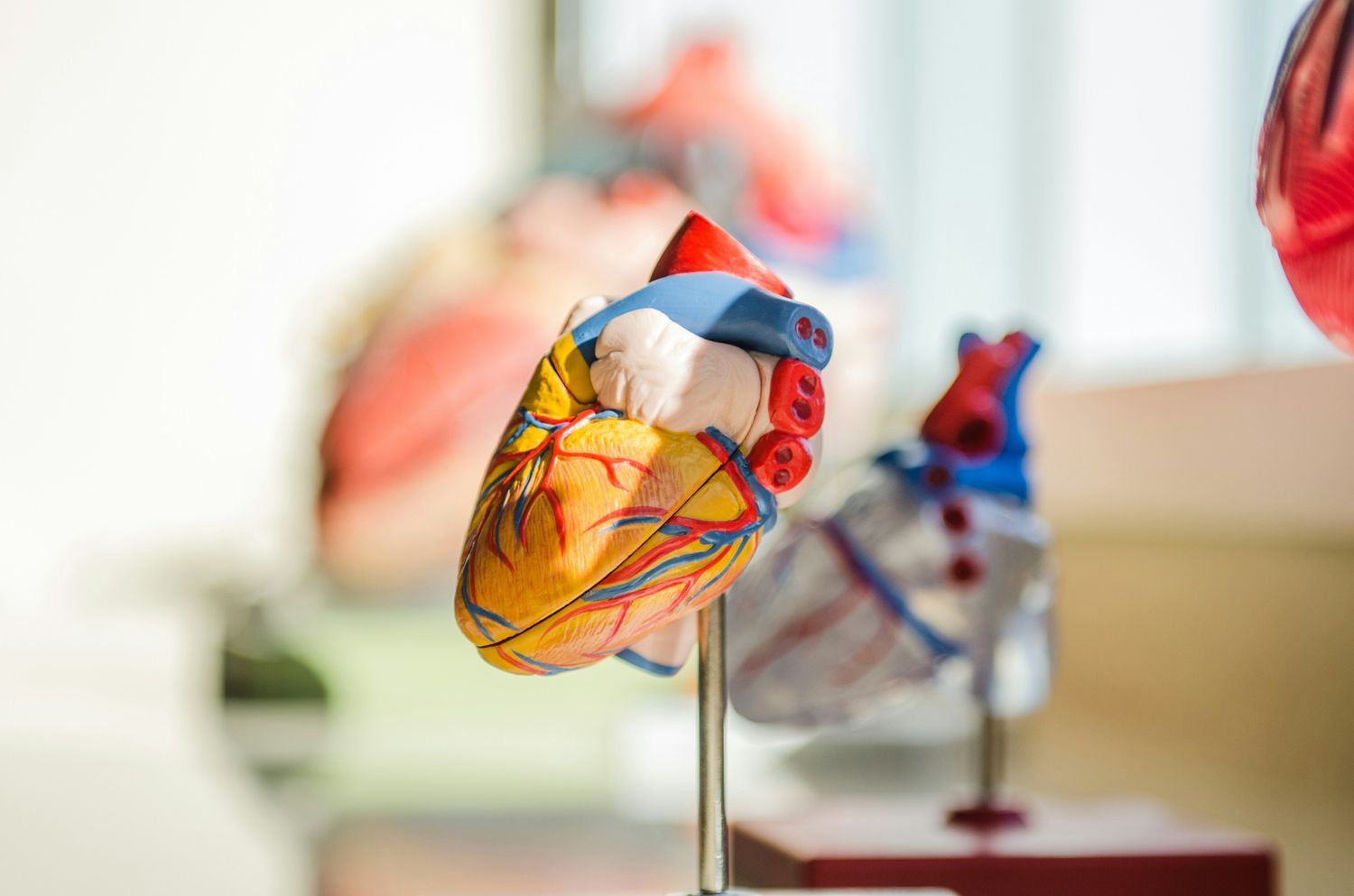 An anatomical model of a human heart displayed in a clinical or educational setting.