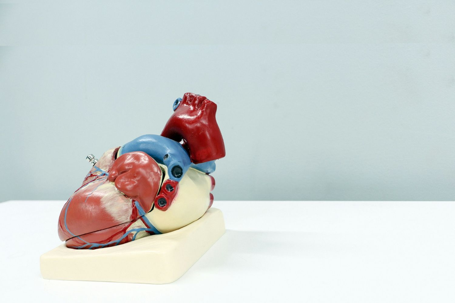 Anatomical model of a human heart used for medical education and demonstration
